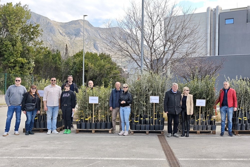 Rotary klub Dubrovnik u Župi obilježio 25 godina besplatne dodjele sadnica maslina (FOTO)